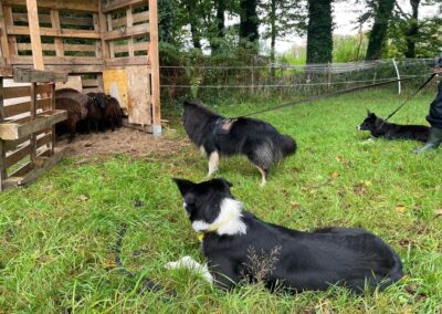 chiens garde troupeau moutons