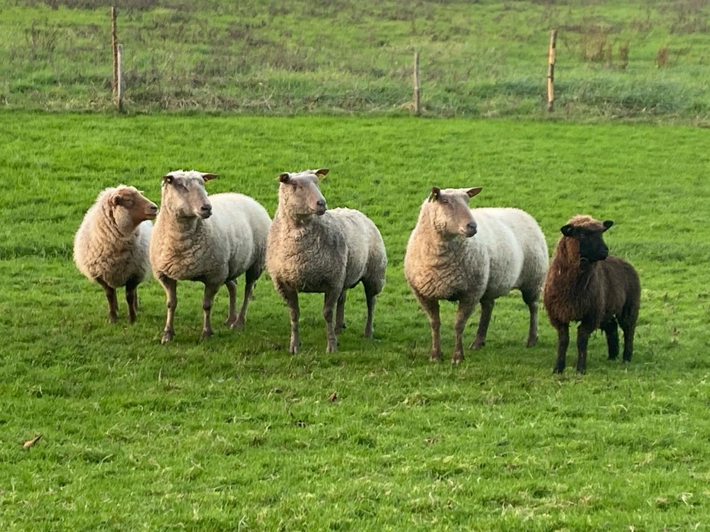 Le troupeau de moutons teambuilding