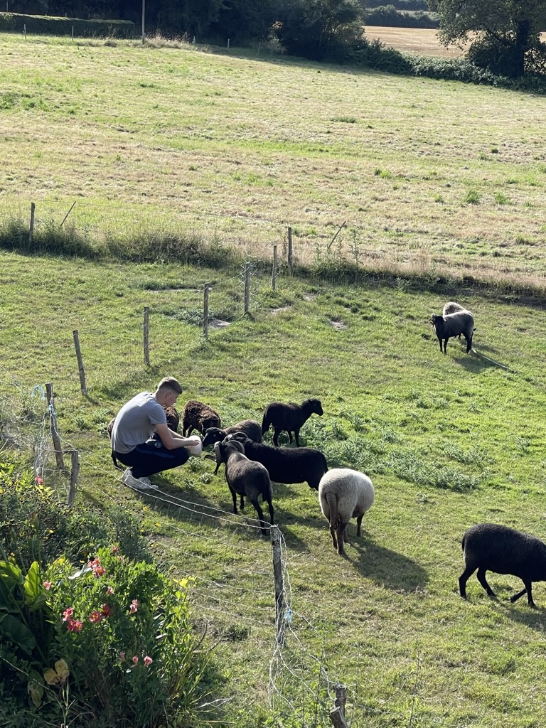 homme troupeau mouton communication non verbale