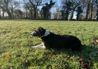 border collie chien de troupeau