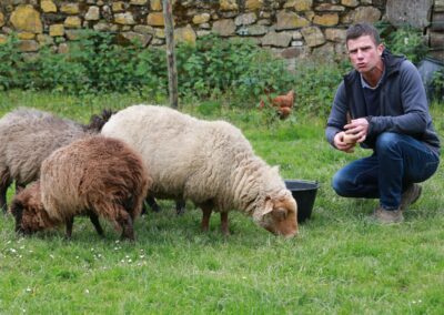 mouton stage troupeau demonstration