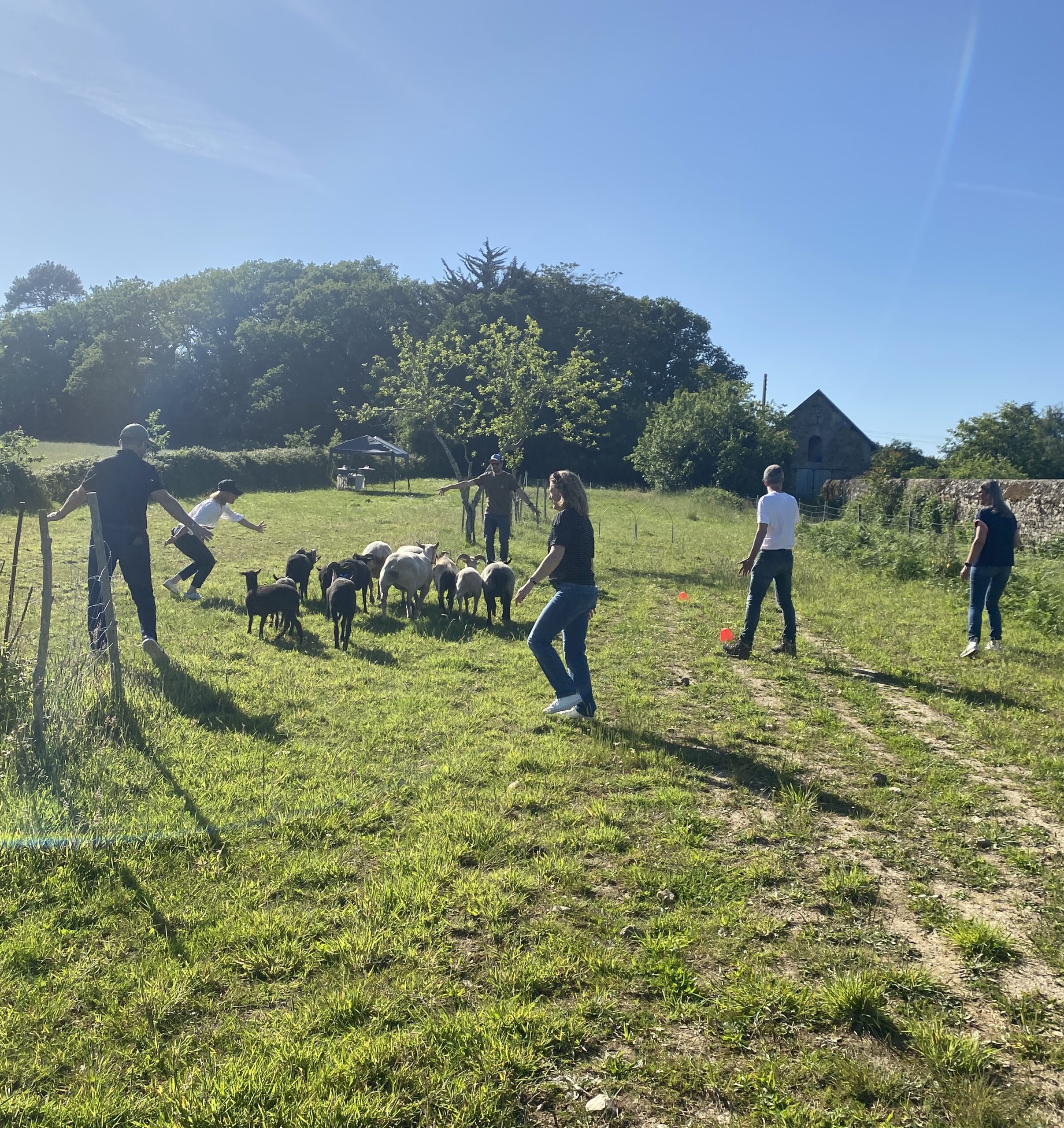 teambuilding 44 : la cohésion selon les moutons