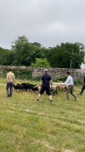Un atelier teambuilding où les moutons vous révèlent les secrets d'un leadersheep efficace.